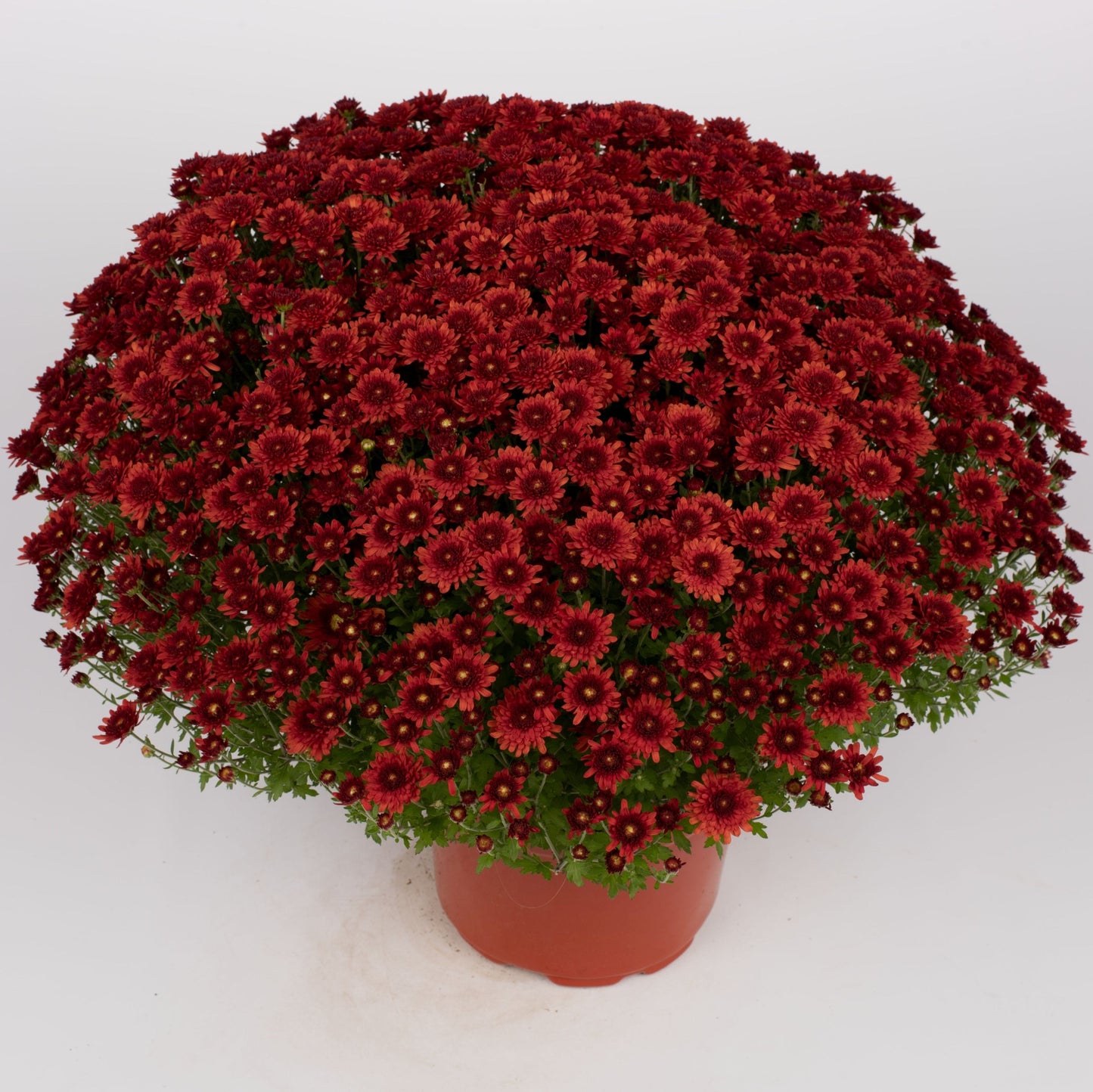Garden Mum | Beverly Dark Bronze - 5 Quart