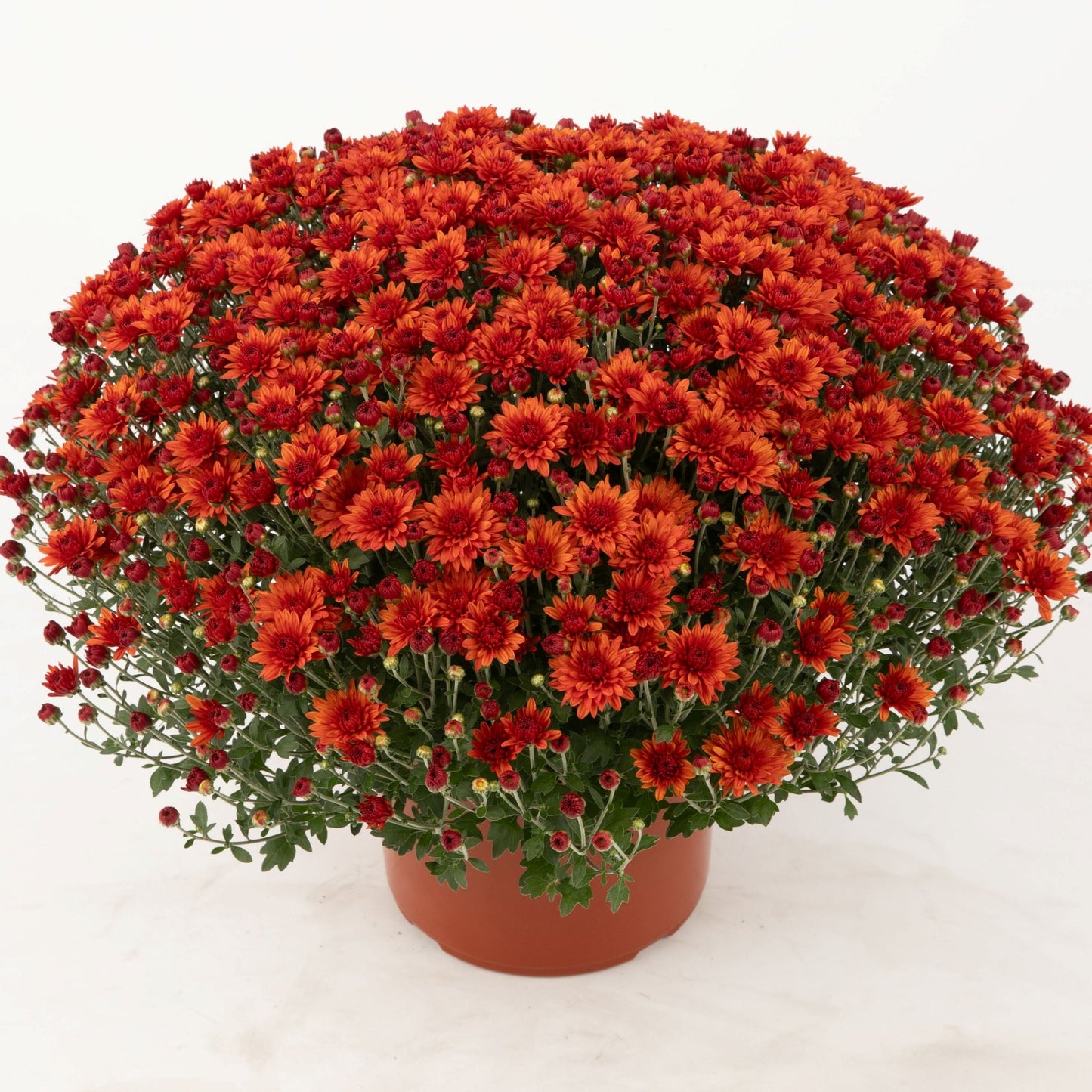 Garden Mum | Orange | Early September Blooming - 5 Quart