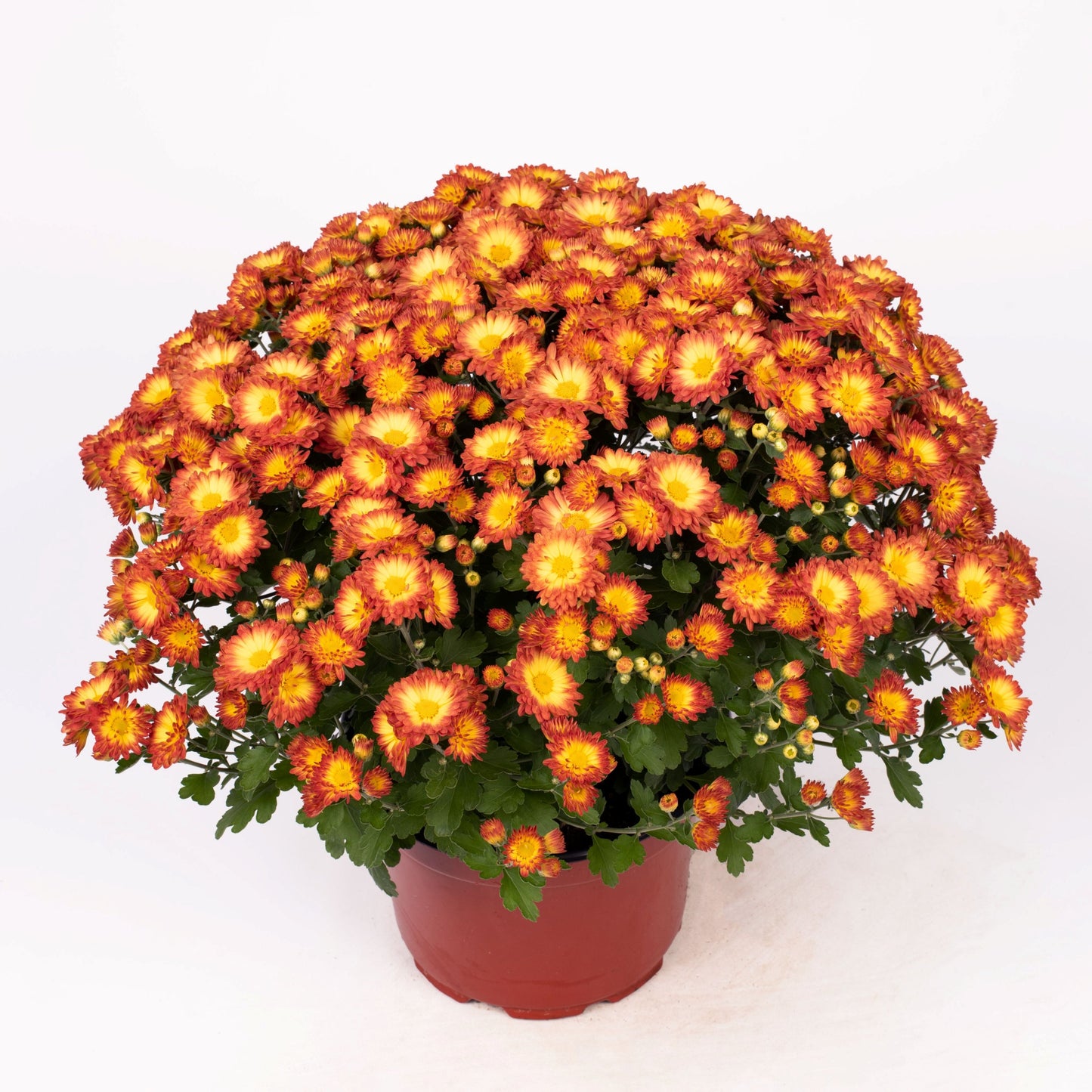 Garden Mum | Stacy Dazzling Orange - 5 Quart
