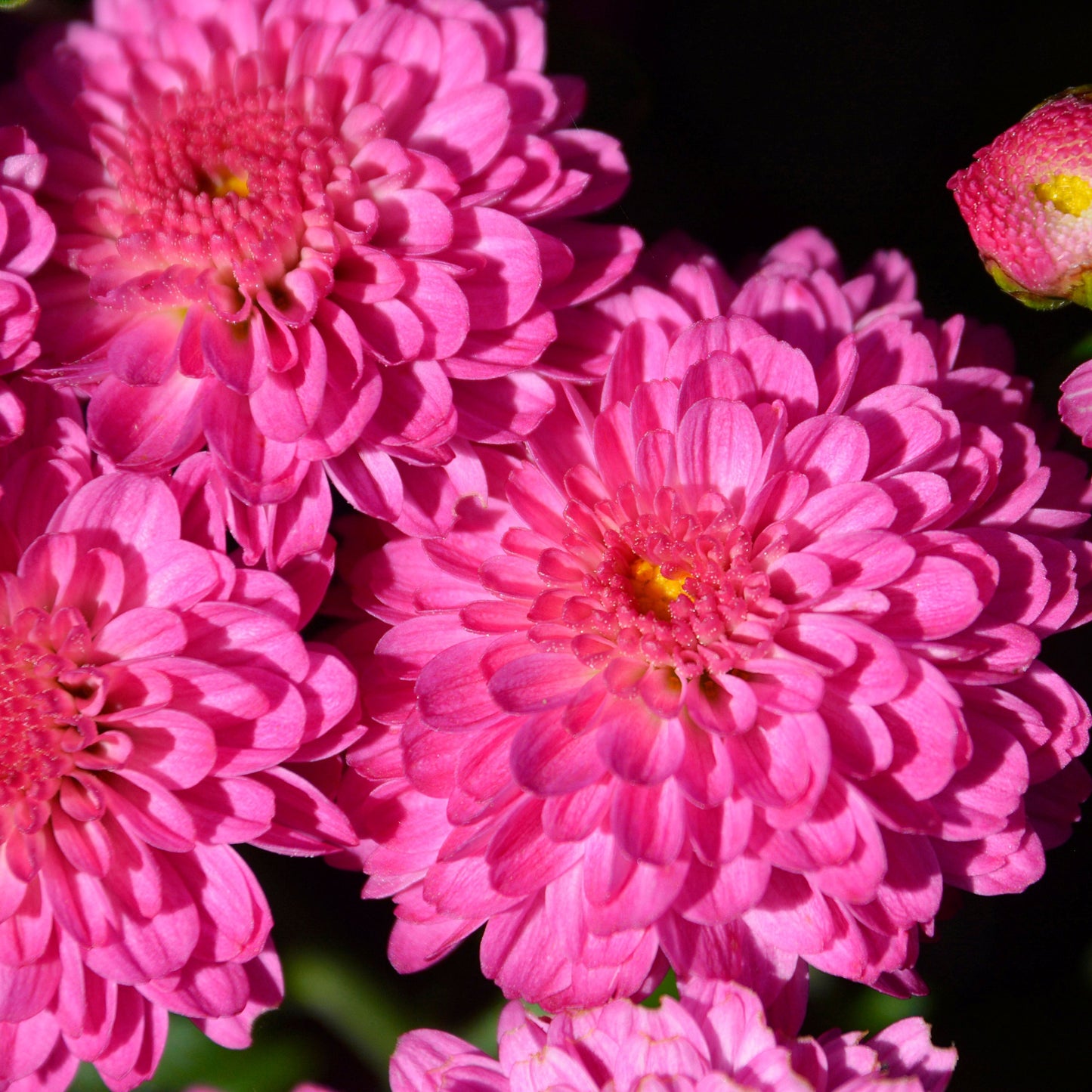 Chrysanthemum | Quart Garden Mum