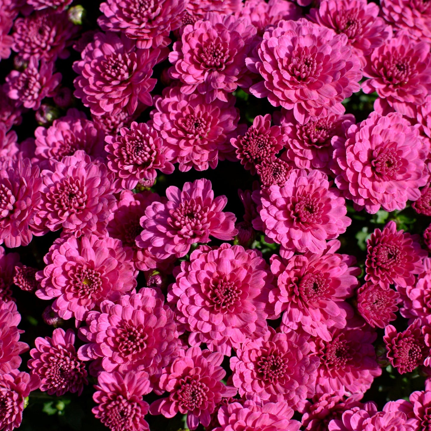 Garden Mum | Danielle Purple - Small Patio Container