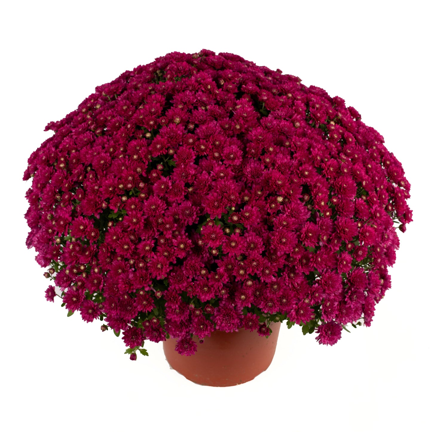 Purple Chrysanthemum | Late September Blooming