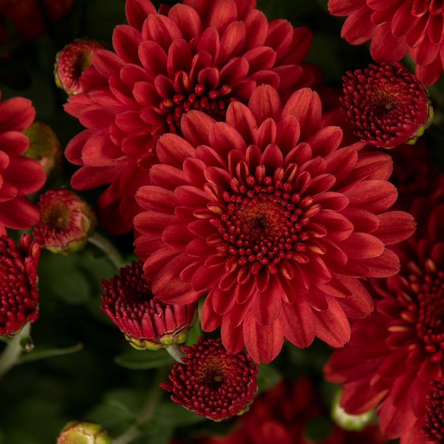 Garden Mum | Hailey Red Bronze - 1 Quart