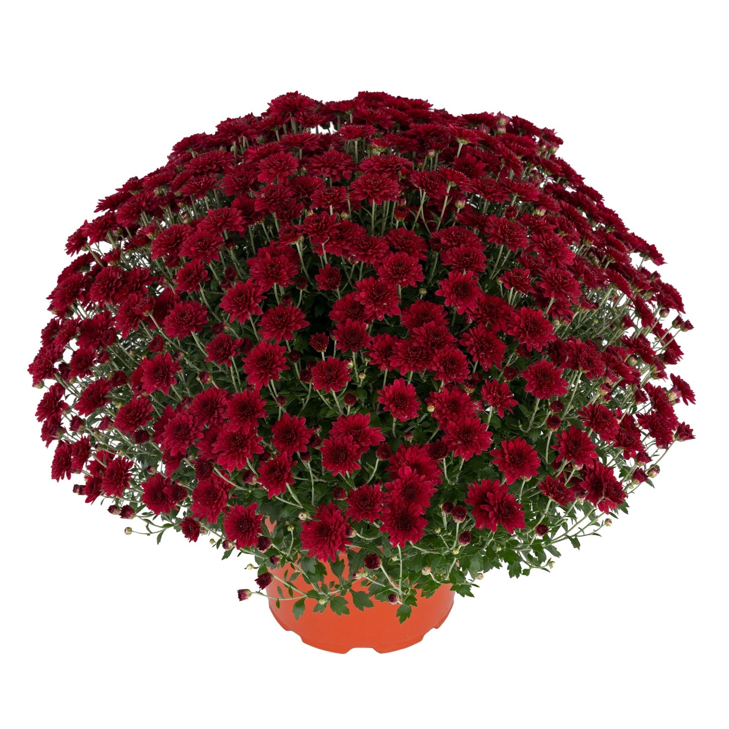 Garden Mum | Red | Early September Blooming - 5 Quart