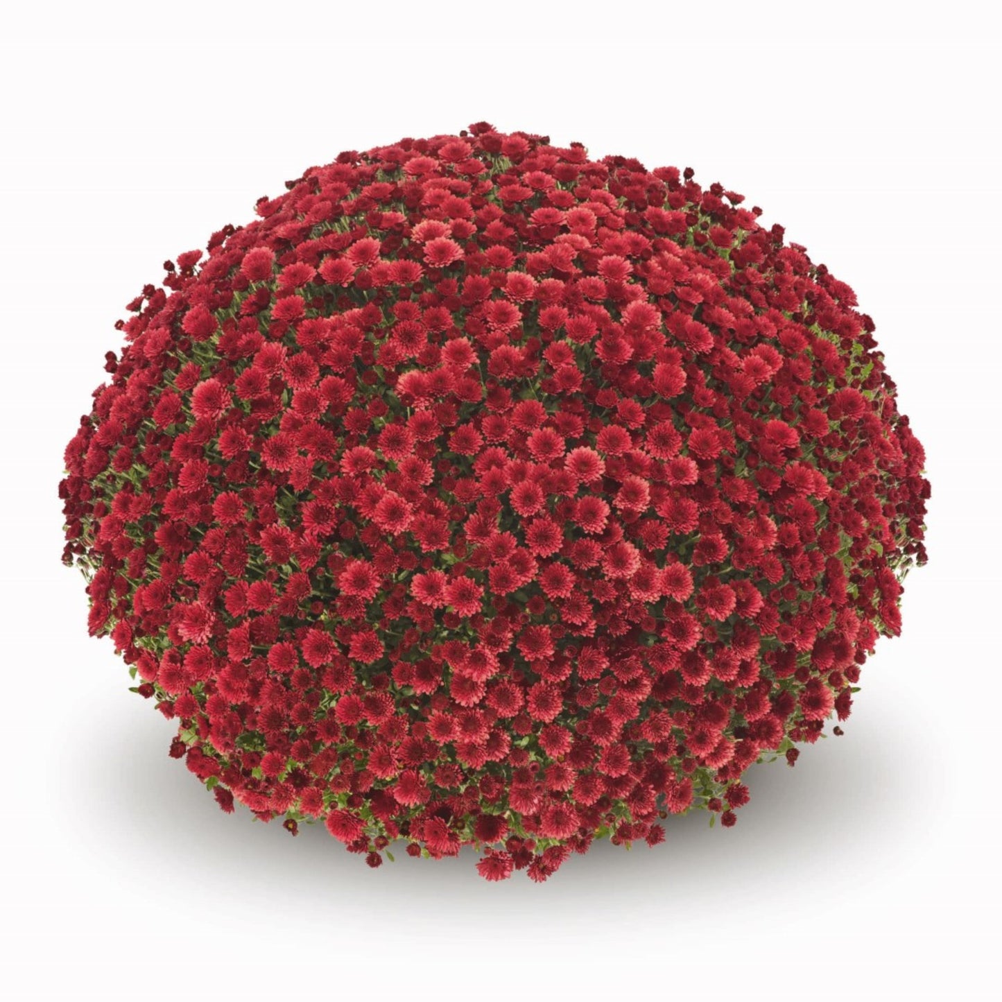 Red Chrysanthemum | October Blooming