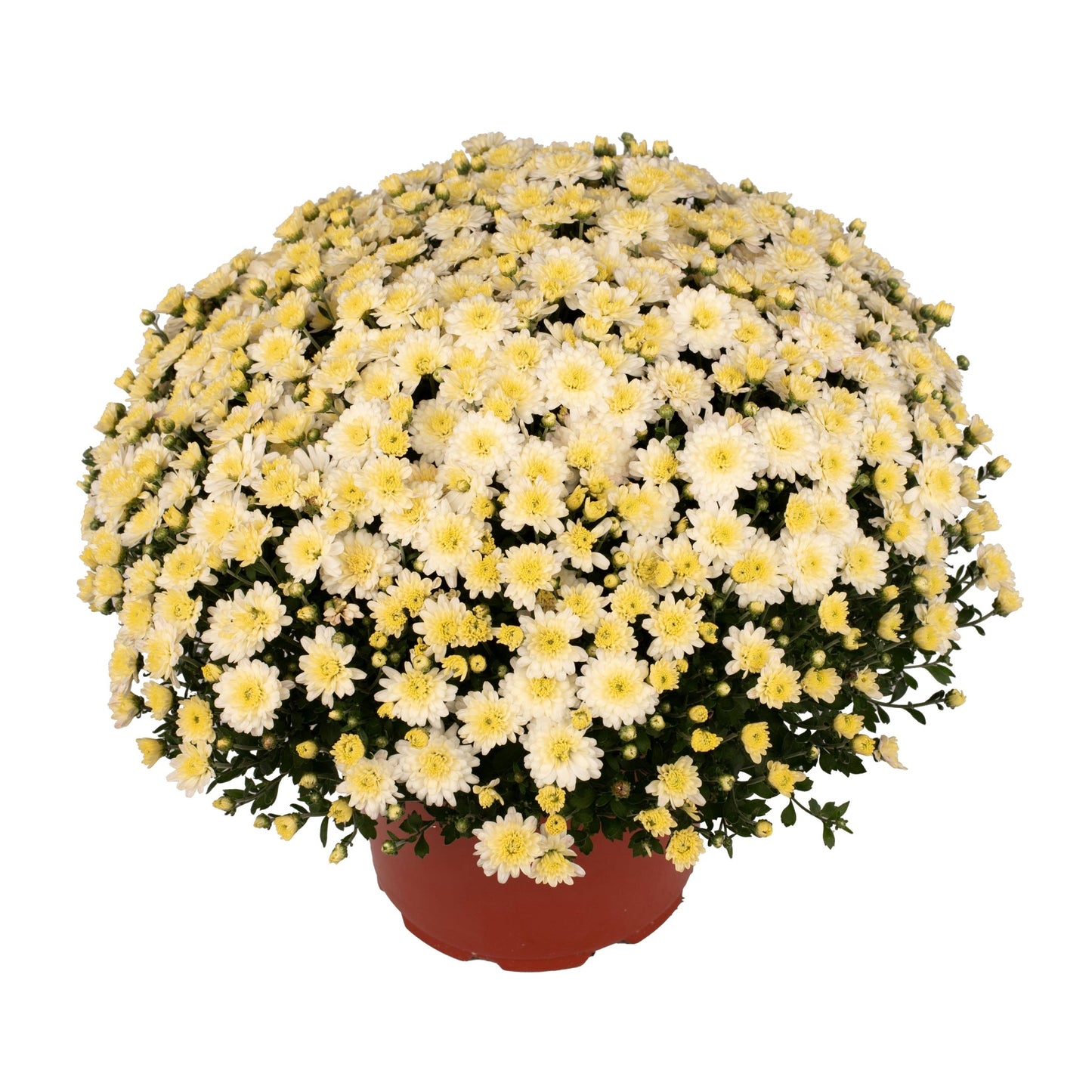 Garden Mum | White | Early September Blooming - 5 Quart
