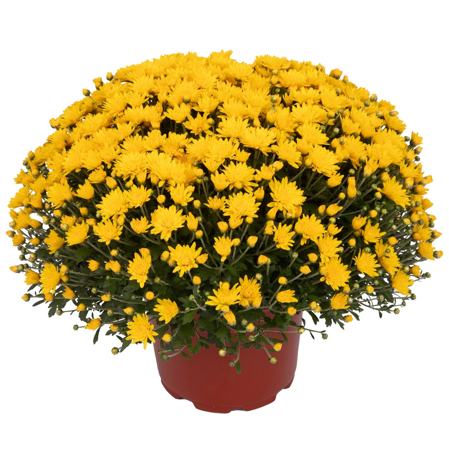 Yellow Chrysanthemum | Early September Blooming