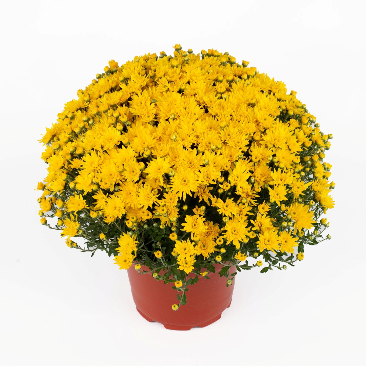 Yellow Chrysanthemum | Late September Blooming
