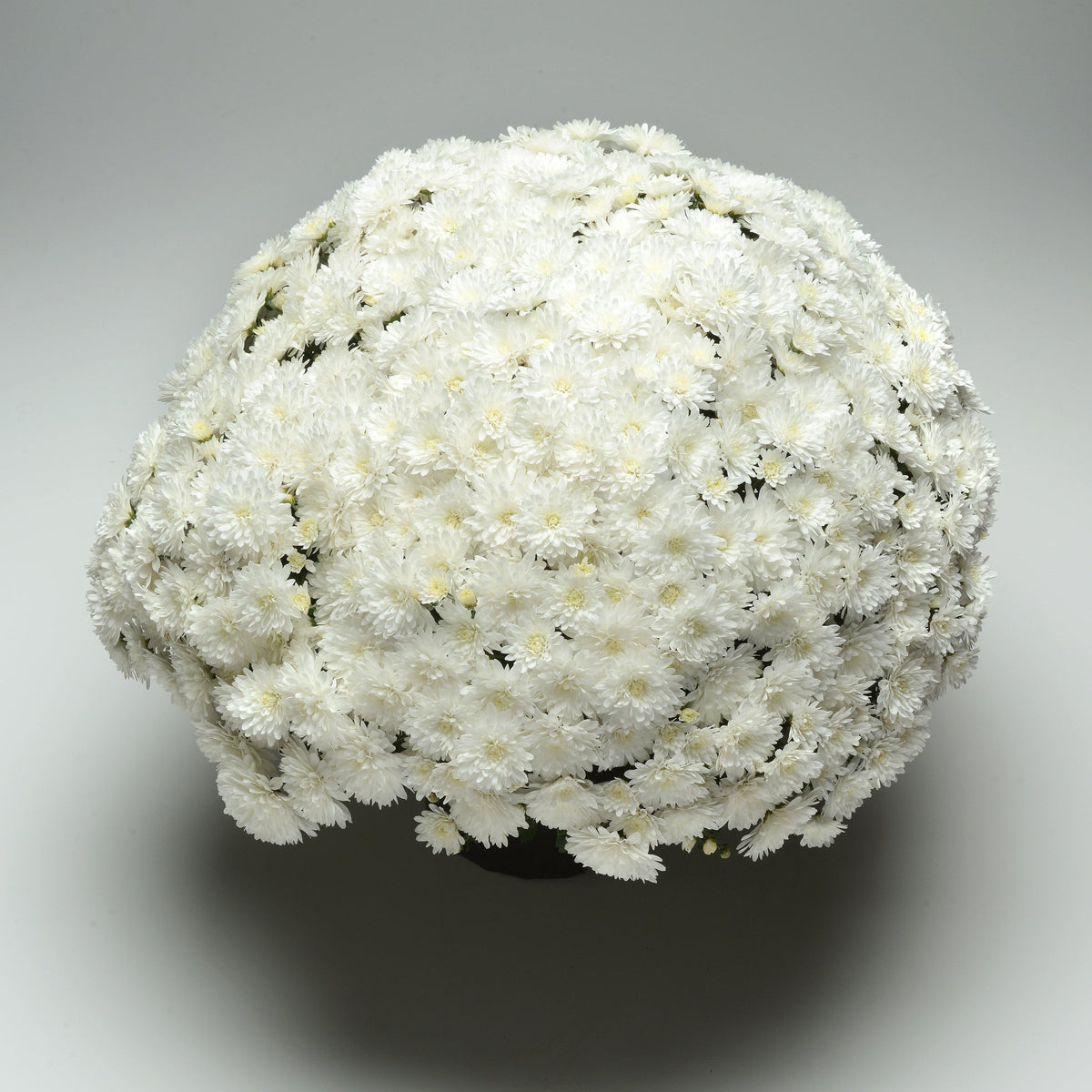 Garden Mum | Bridal White - 5 Quart