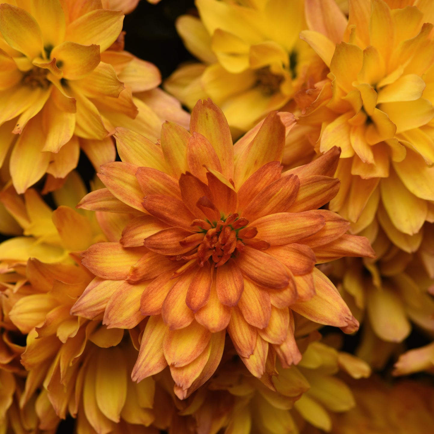 Garden Mum | Kizzmet Golden Yellow - 5 Quart