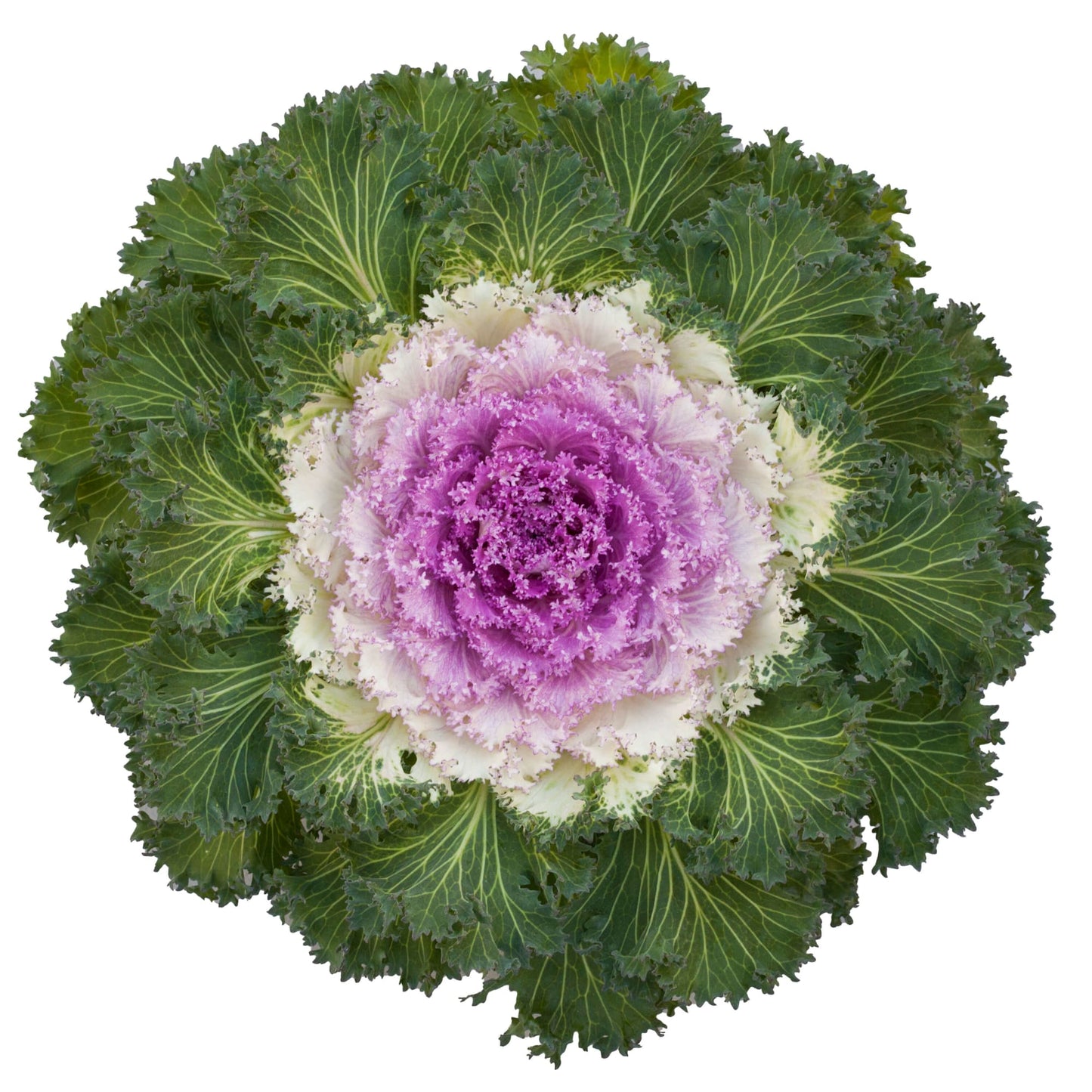 Ornamental Kale | Bright & Early Bicolor - 1 Quart