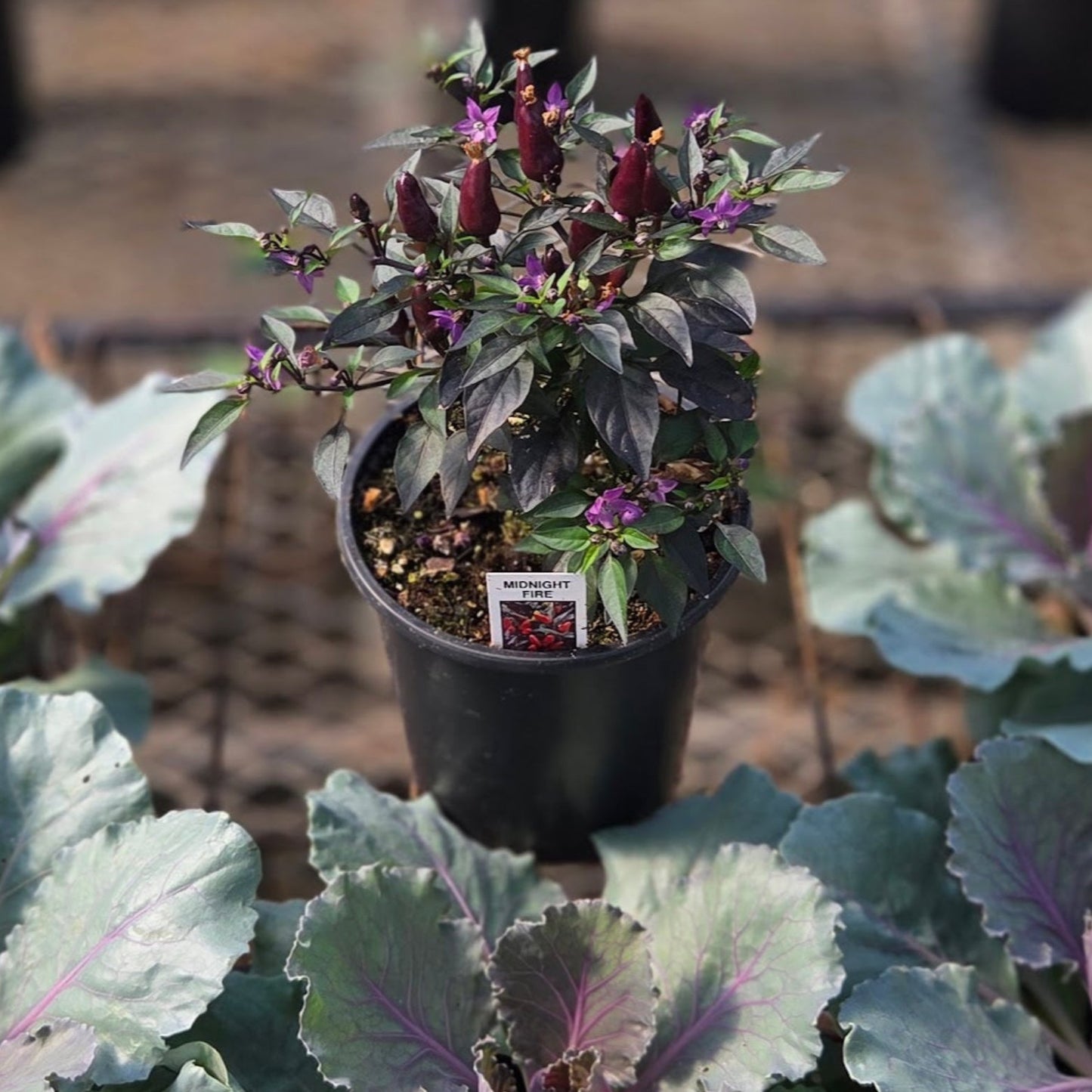 Ornamental Pepper | Midnight Fire - 1 Quart