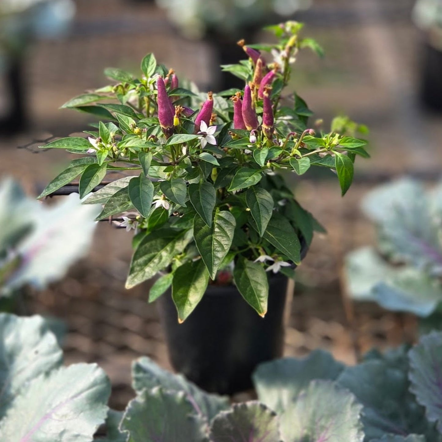 Ornamental Pepper | Sangria - 1 Quart