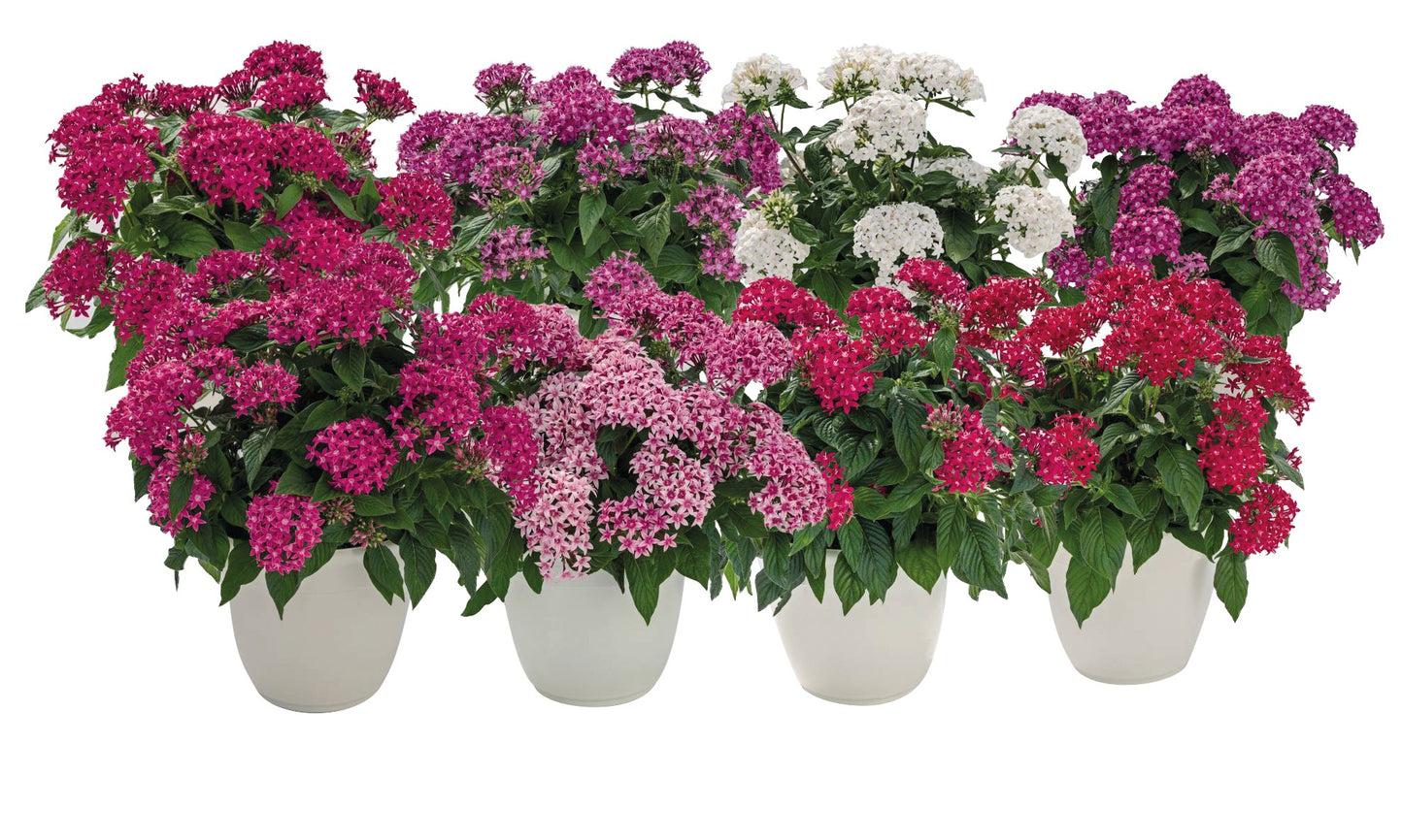 Pentas | Graffiti - 4 Pack