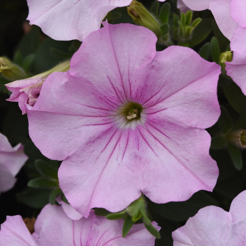 Petunia | Spreading Easy Wave - 3 Quart