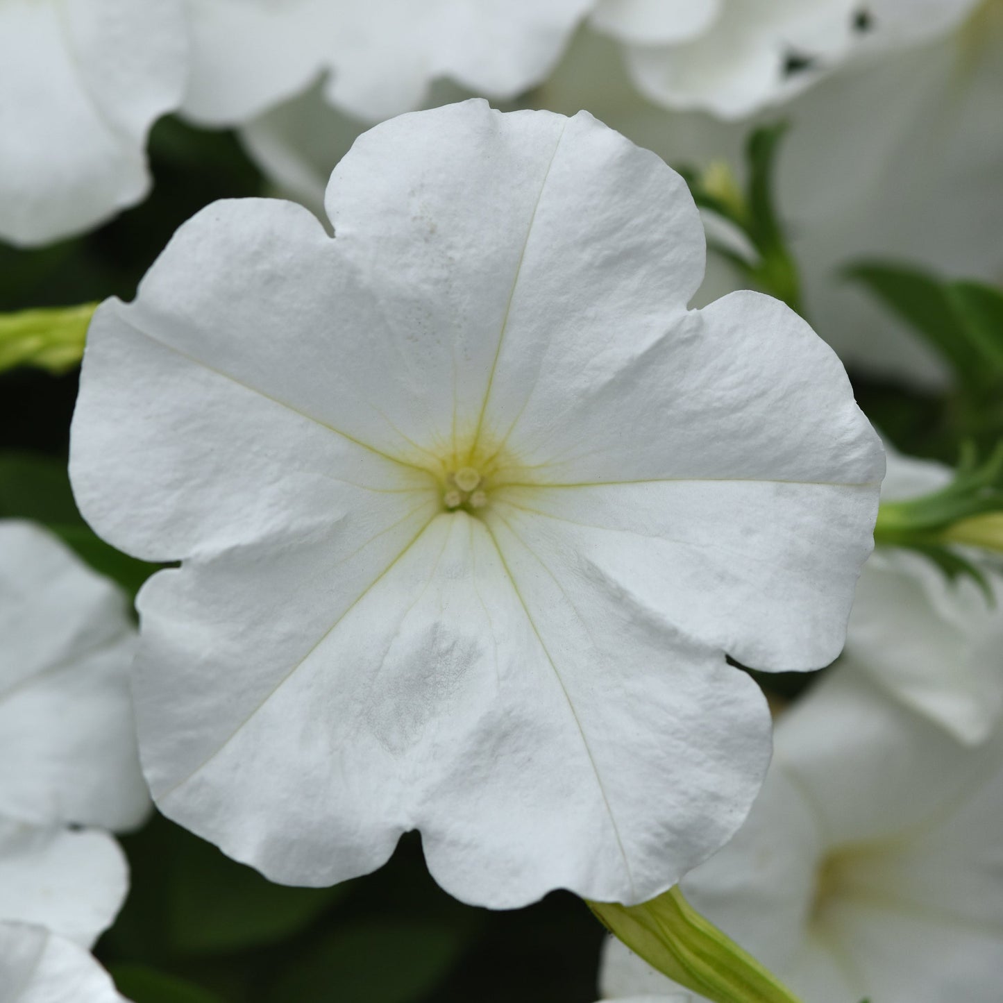 Petunia | Mounding Mainstage - 3 Quart
