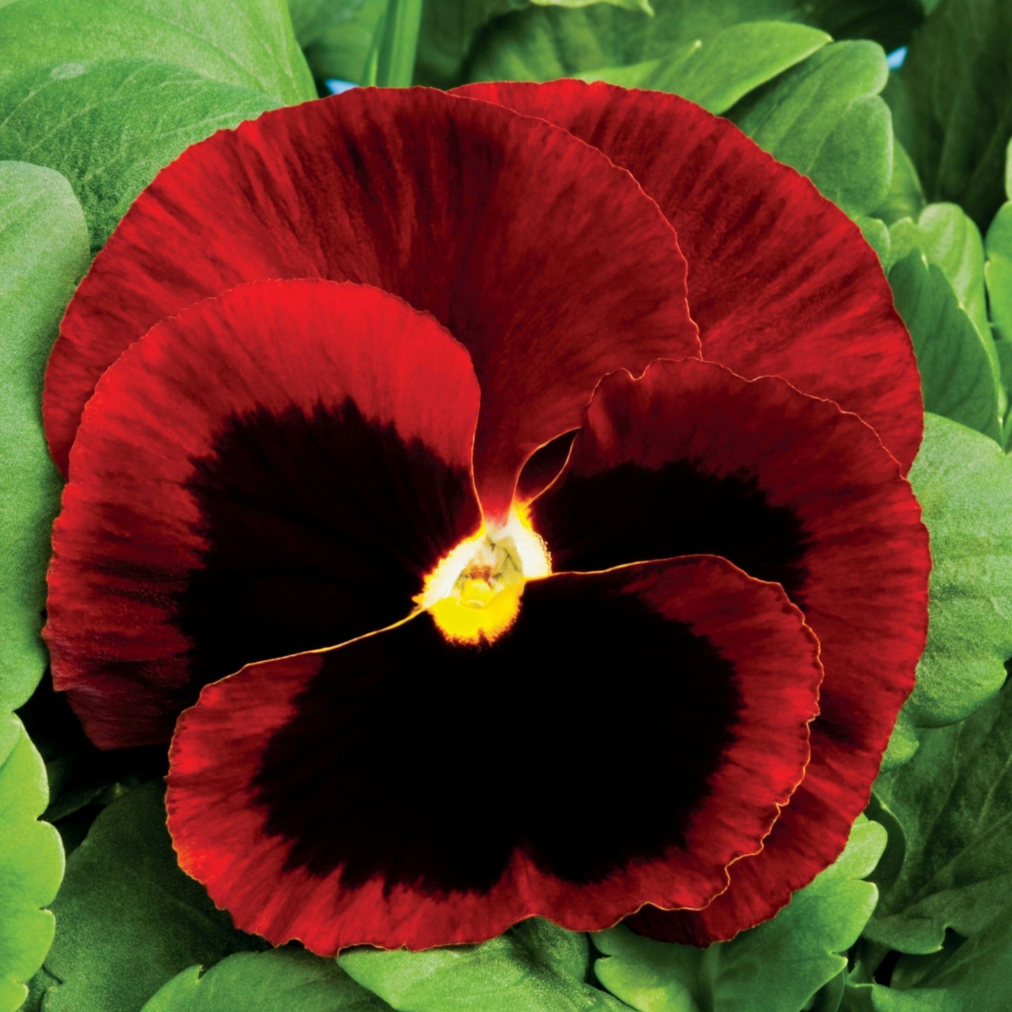 Pansy | Colossus Red Blotch - 4 Pack