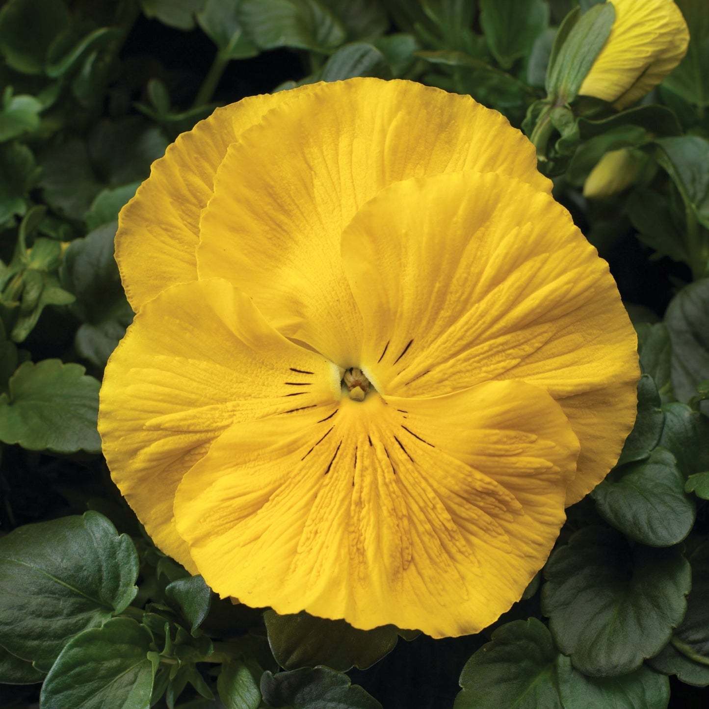 Pansy | Colossus - 3 Quart