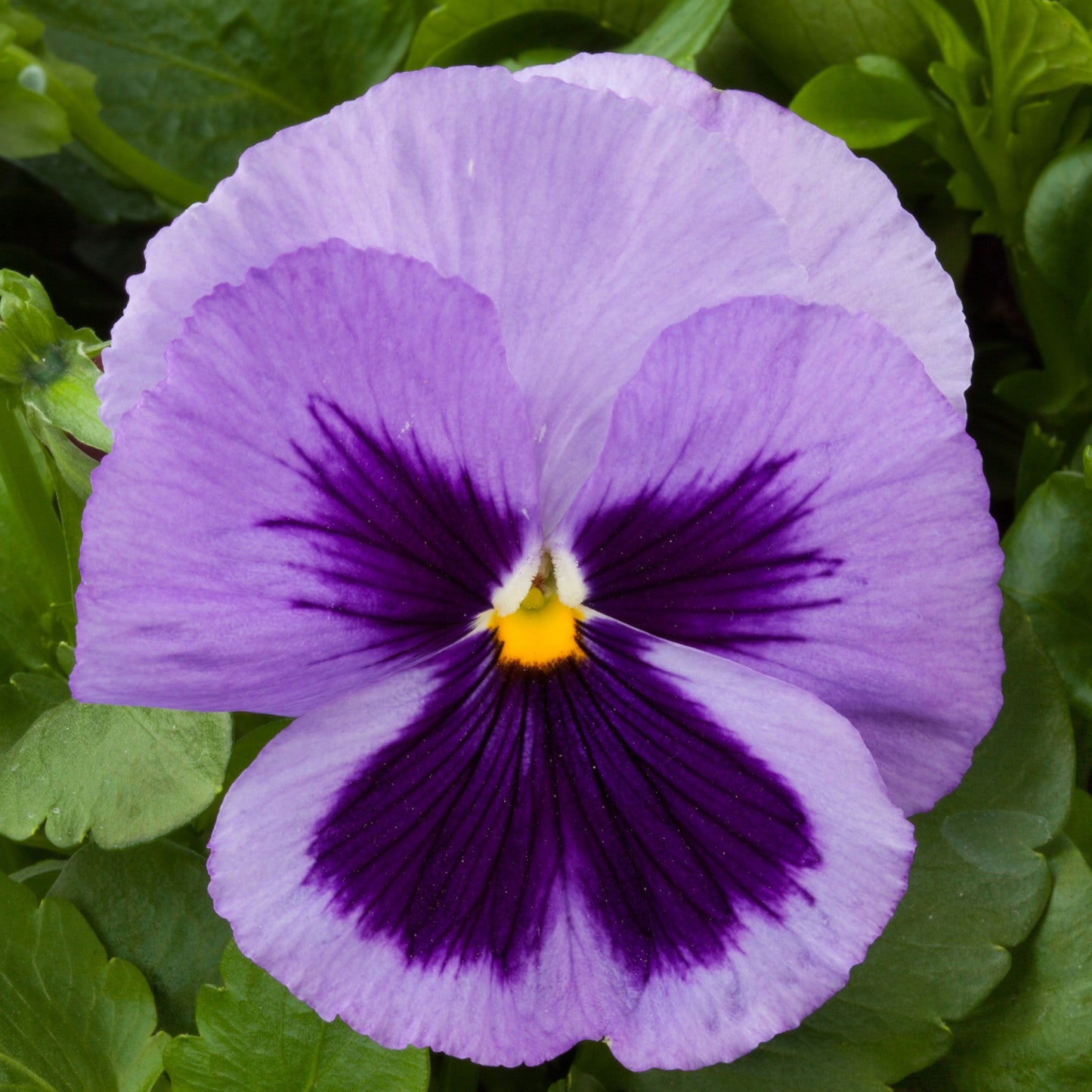 Pansy | Majestic Giants - 3 Quart