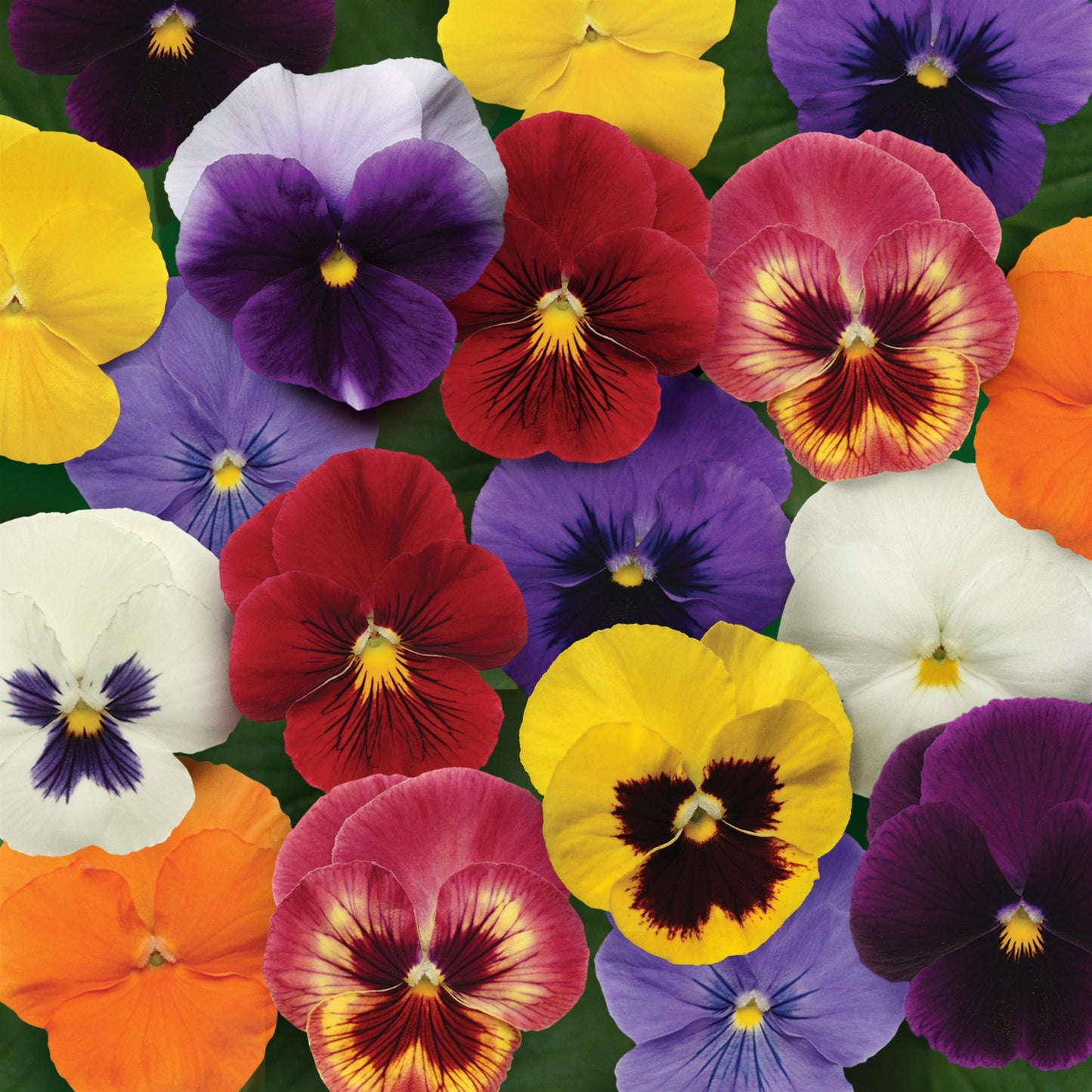 Pansy | Panola XP Pansy