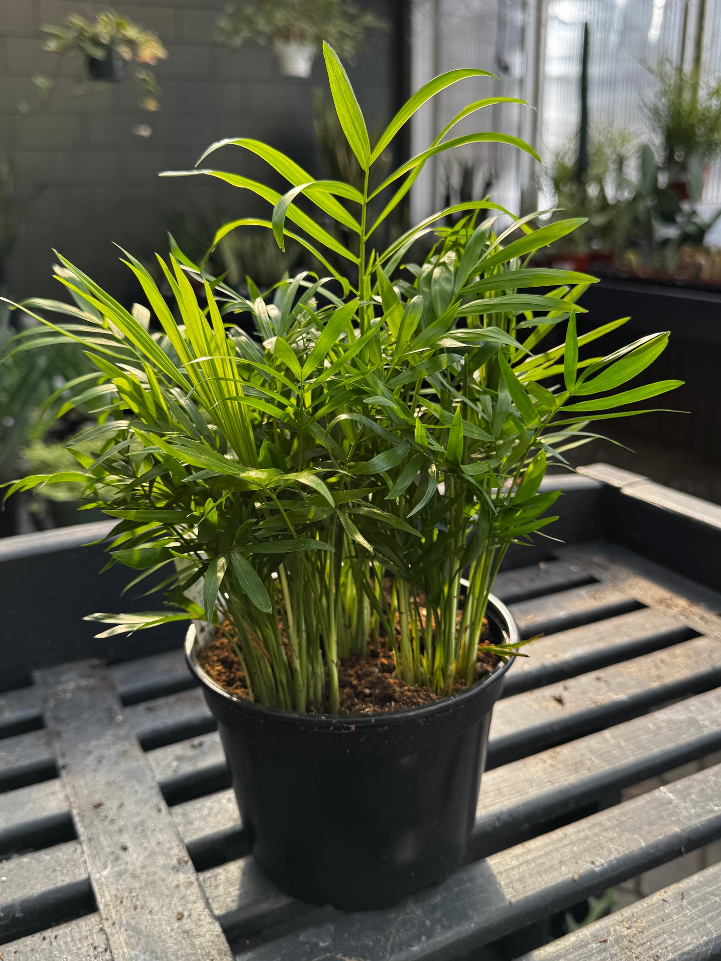 Chamaedorea | Parlor Palm - 6 Inch