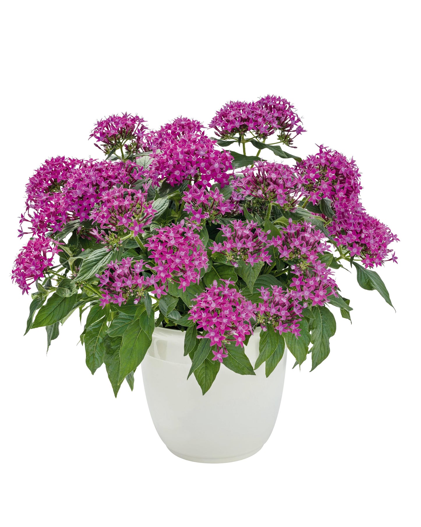 Pentas | Pentas Graffiti 20/20