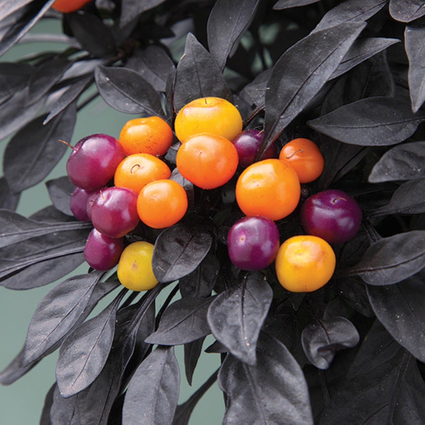 Capsicum | Ornamental Pepper