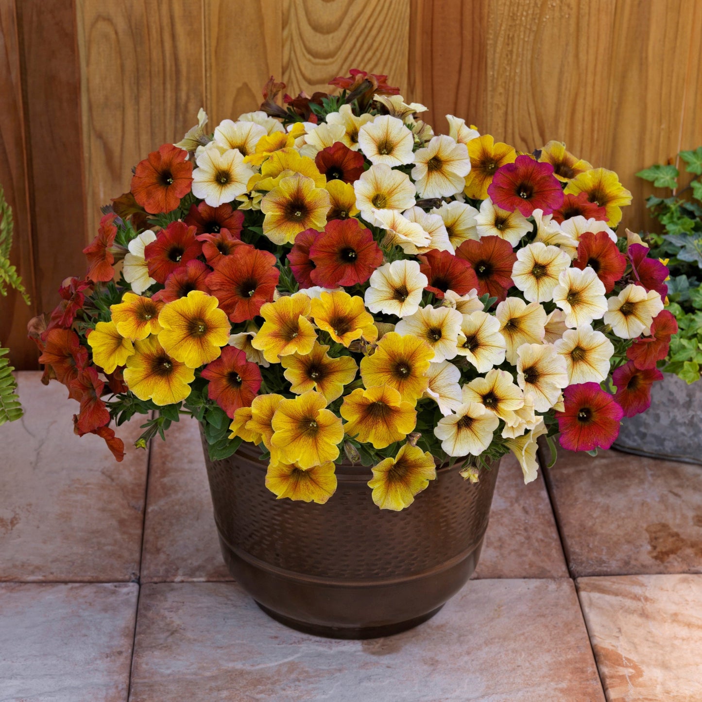 Petchoa | Petchoa Patio Pot