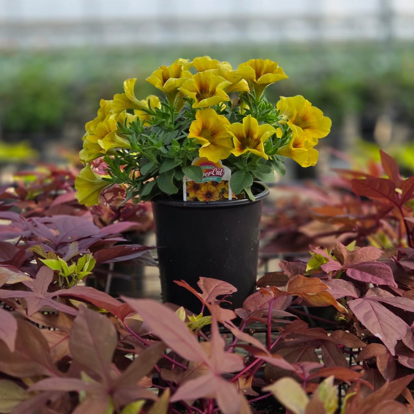 Petchoa | SuperCal Petunia