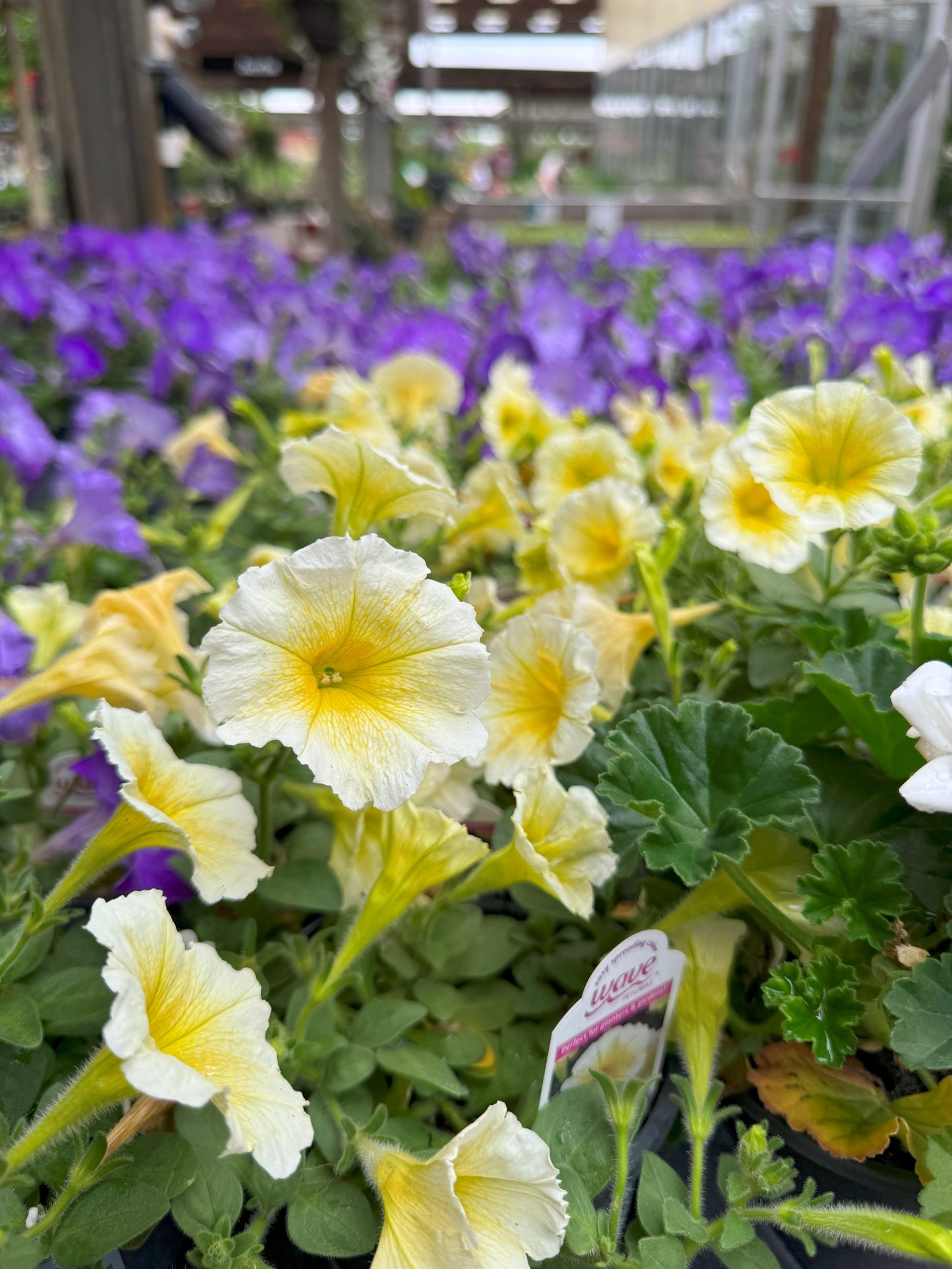 Petunia | Spreading Easy Wave - 1 Quart