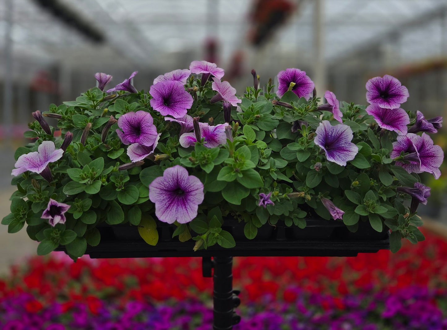 Petunia | Easy Wave Petunia
