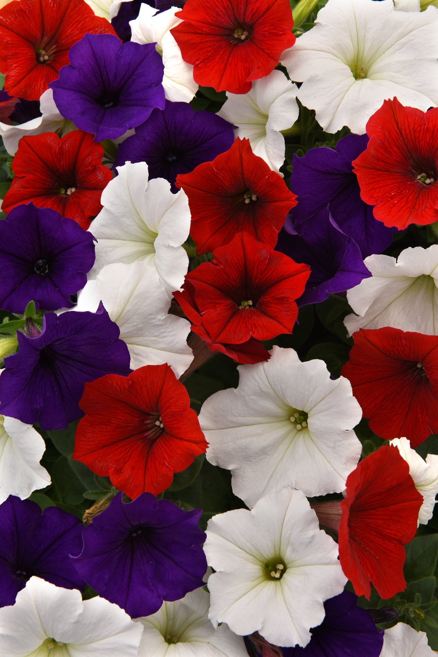 Petunia | Flag Mix - Large Hanging Basket