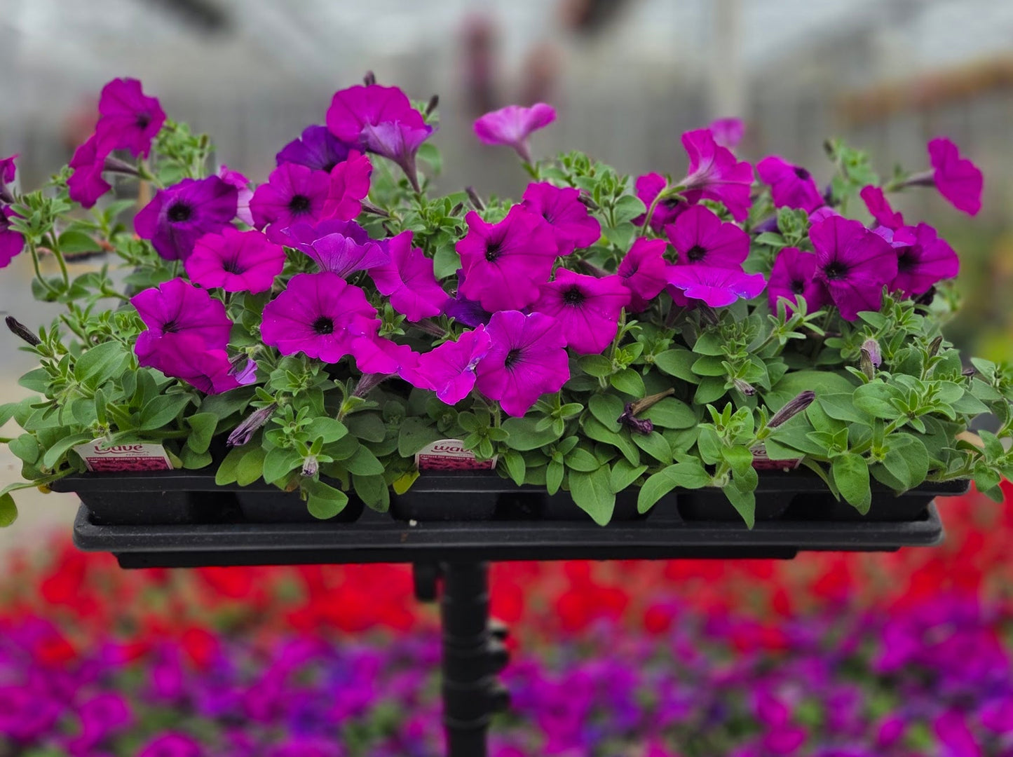 Petunia | Spreading Easy Wave - 4 Pack
