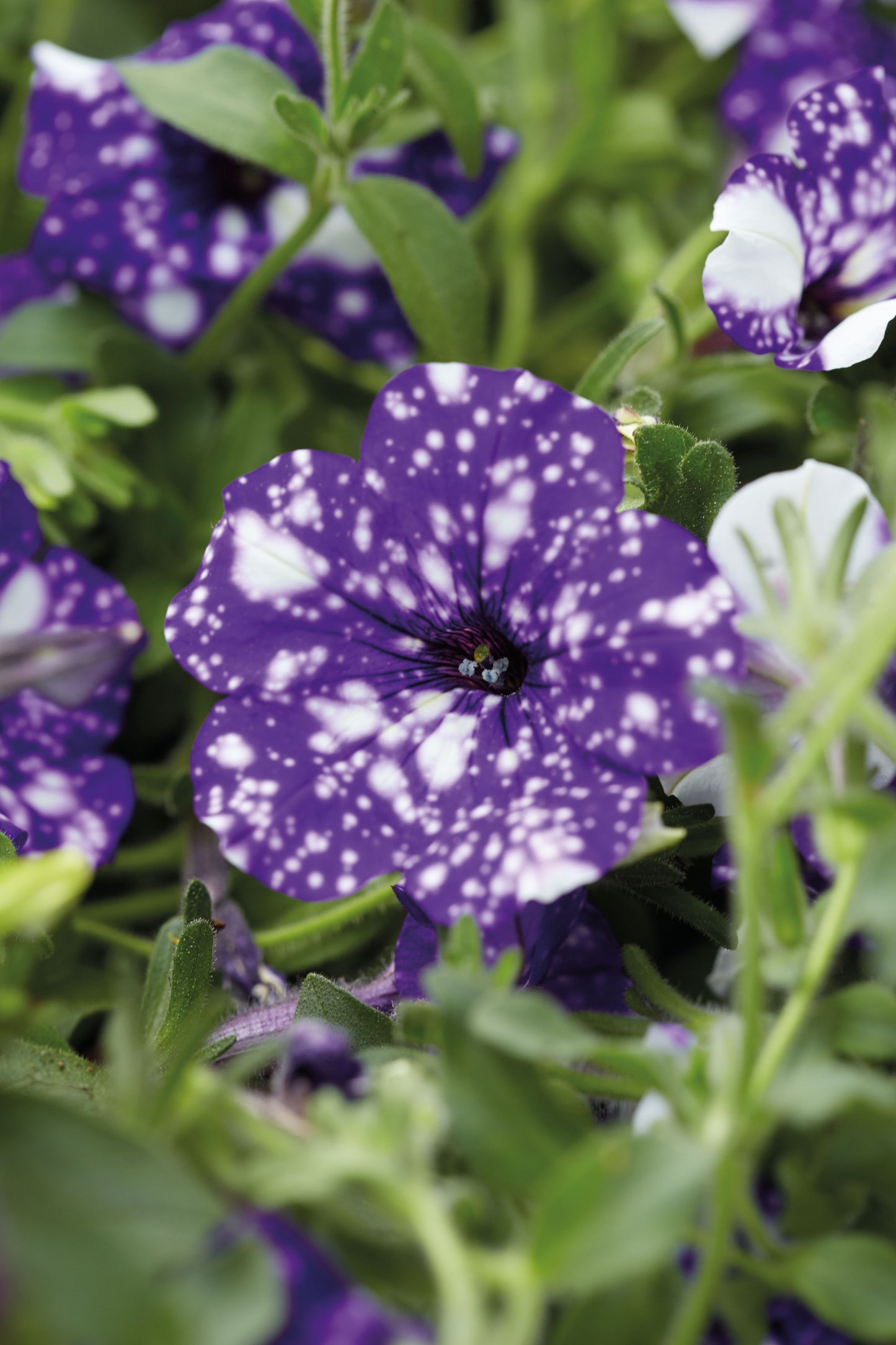 Petunia | Petunia Hanging Basket