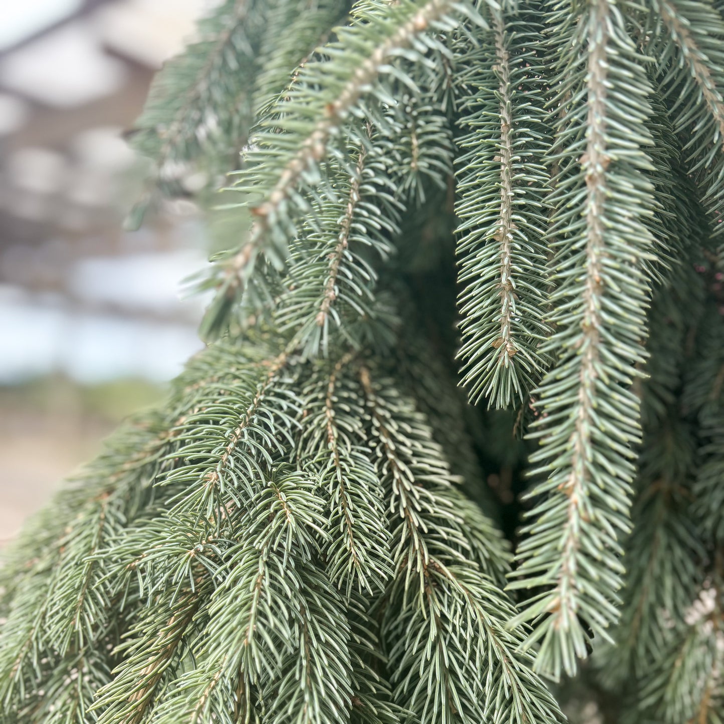 Picea | Weeping White Spruce - 6-Gallon