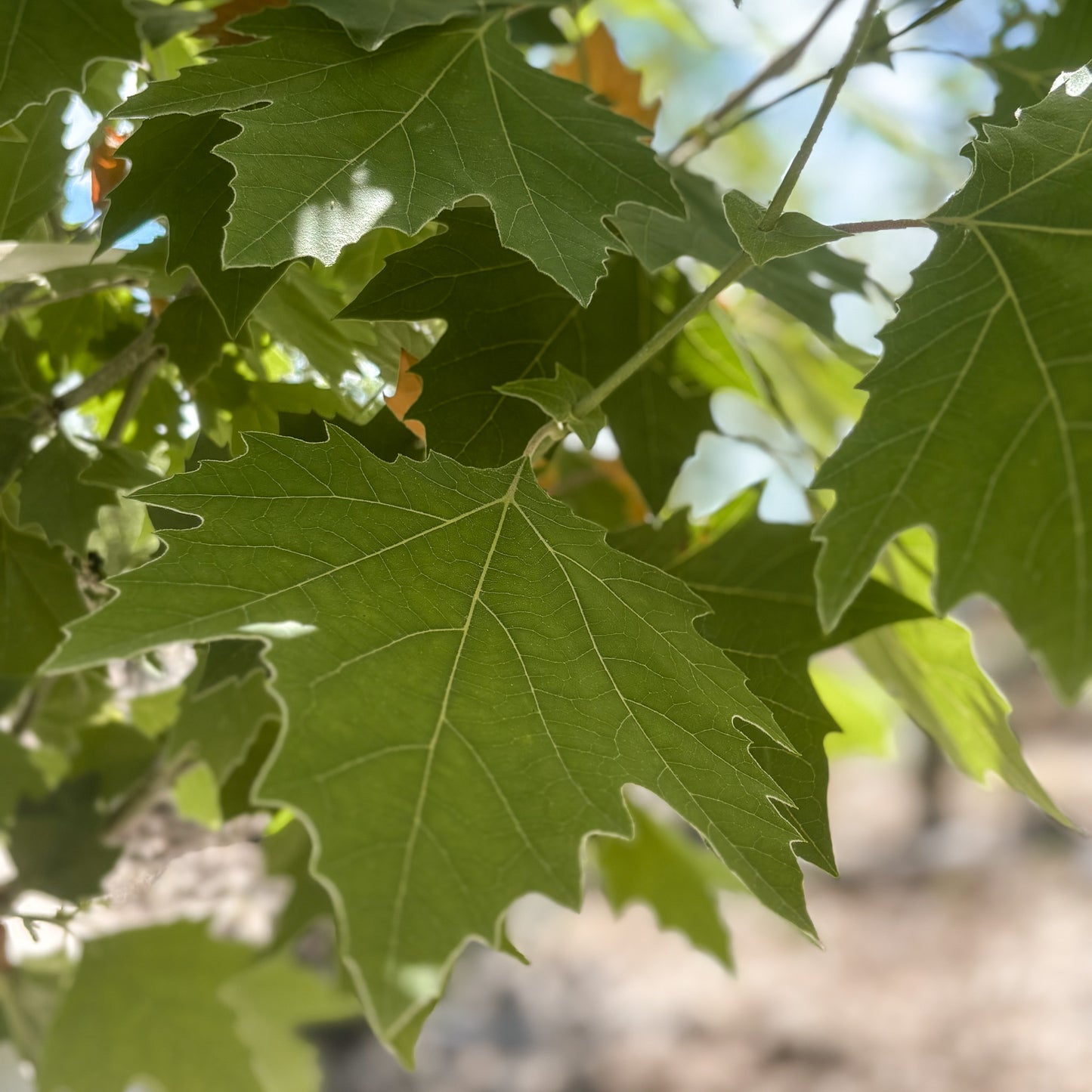 Platanus | Exclamation! London Planetree - 15 Gallon