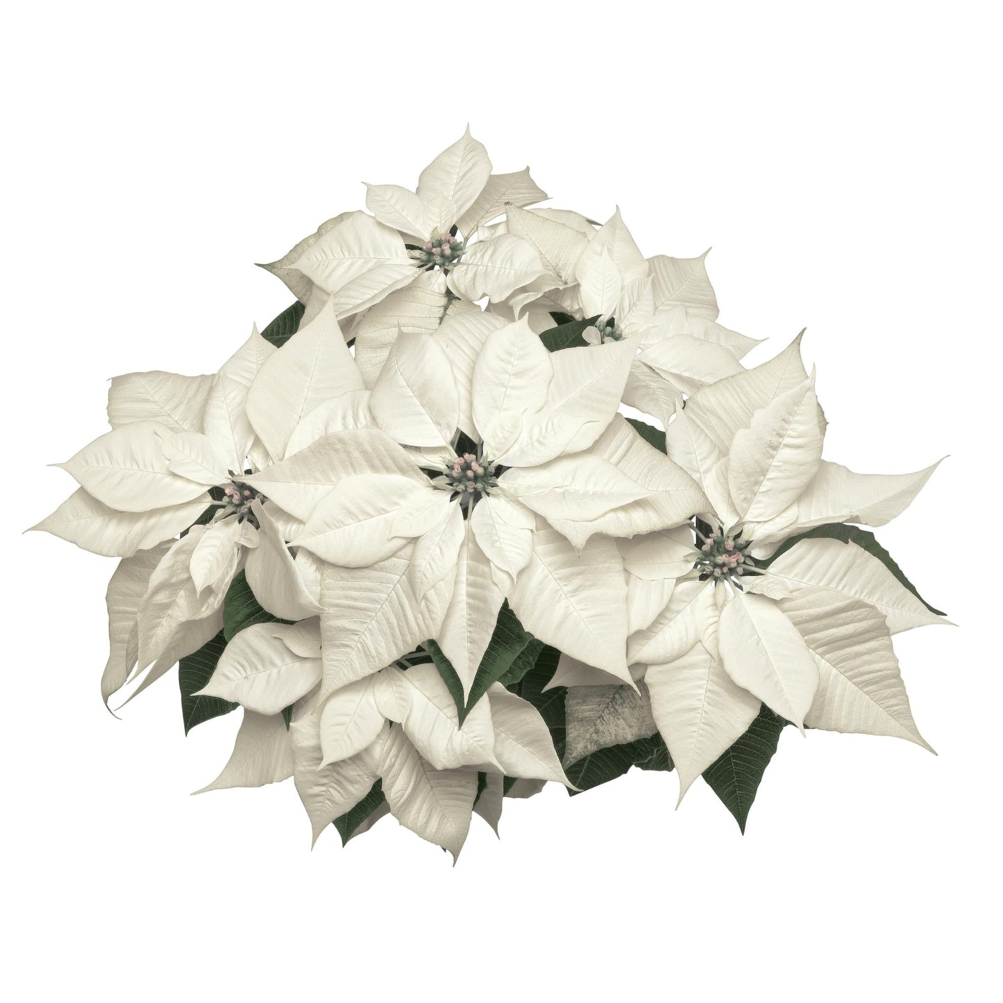 Poinsettia | Alpina White - 10 Inch