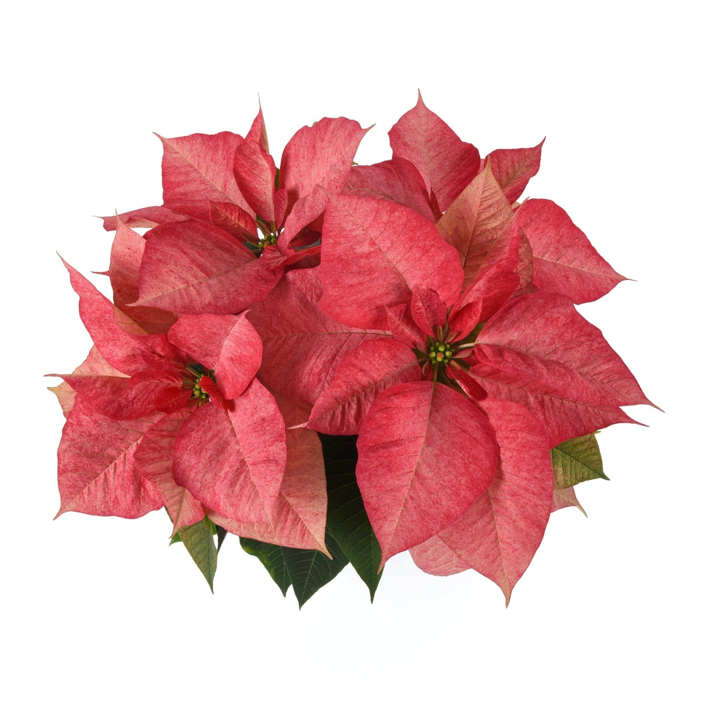 Euphorbia | Christmas Aurora Queen Poinsettia