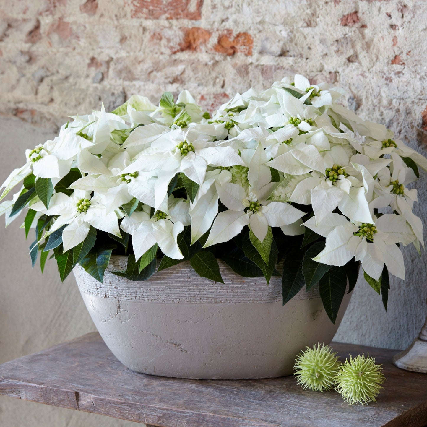 Poinsettia | Princettia - 12 Inch Bowl