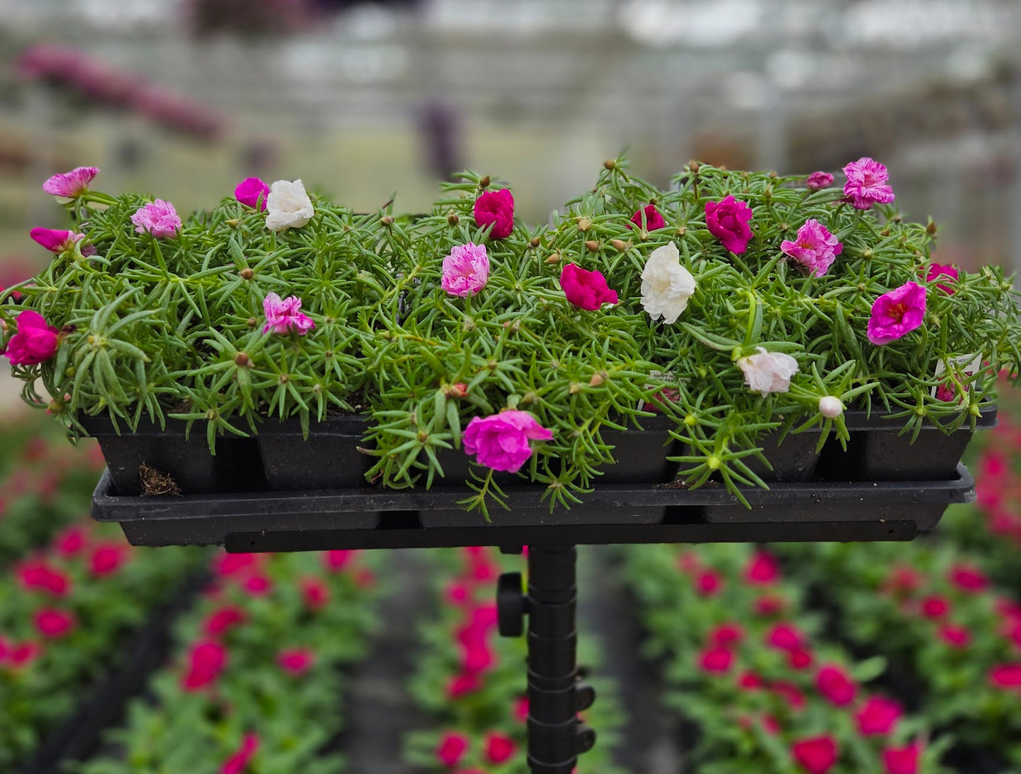 Portulaca | Happy Hour - 4 Pack