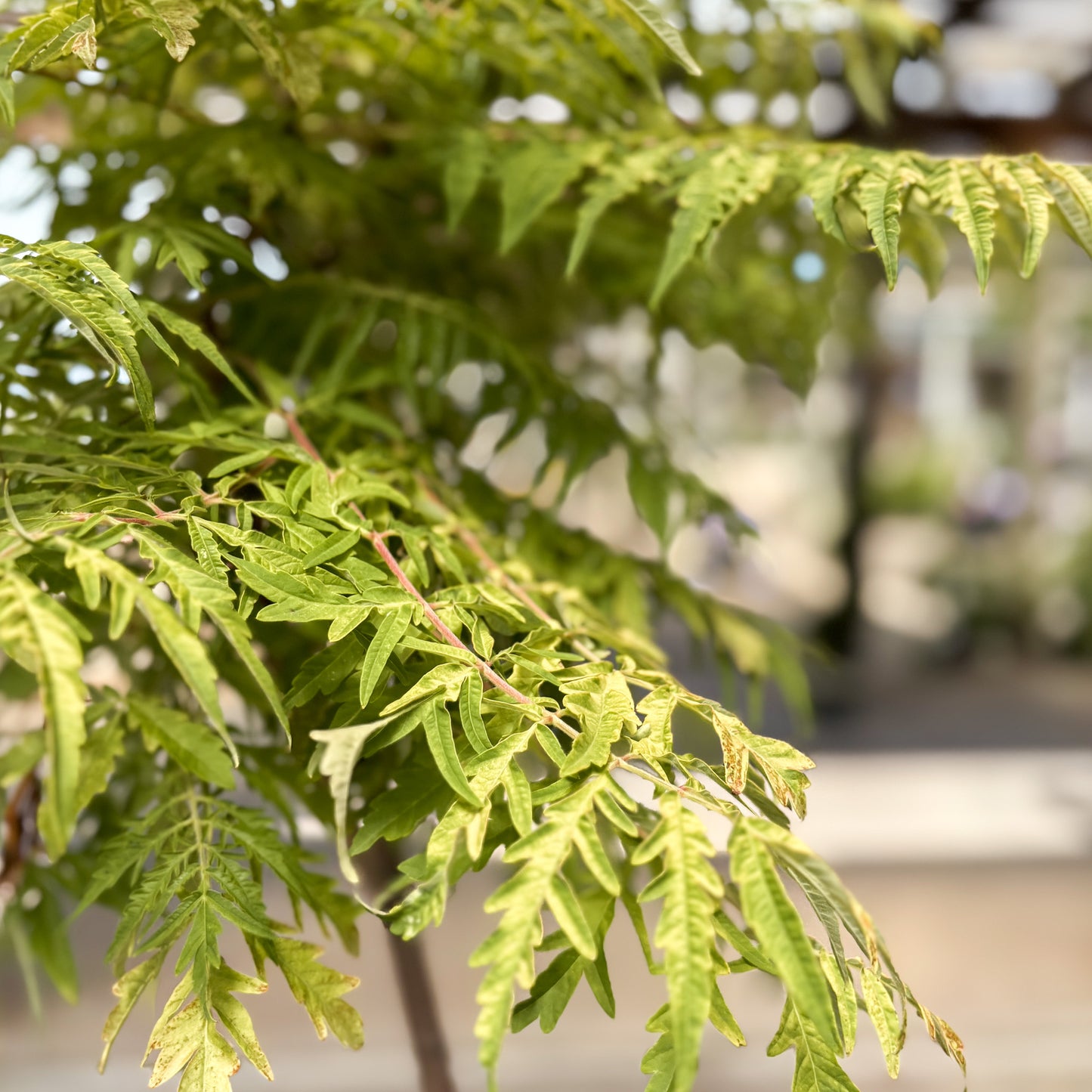 Rhus | Tiger Eyes Sumac - 5 Gallon