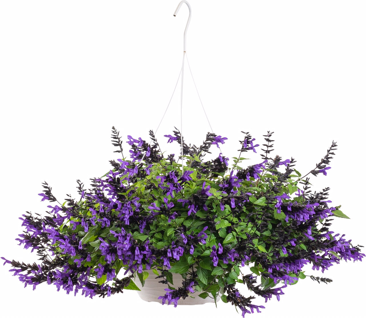 Salvia | Hummingbird Falls - Large Hanging Basket
