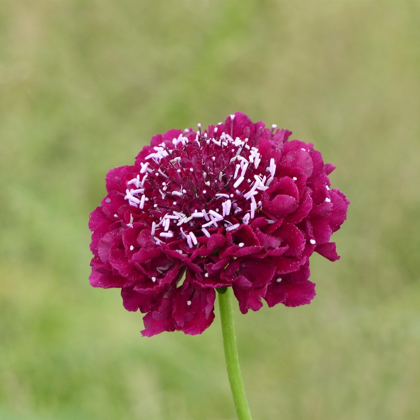 Scabiosa | QIS - 1 Gallon