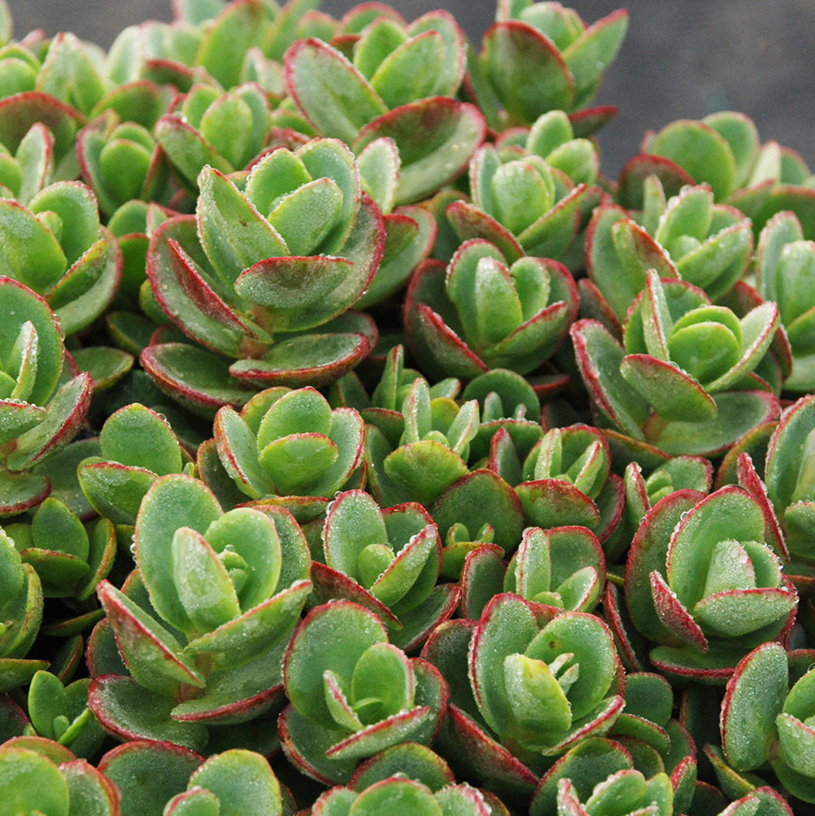 Sedum | SunSparkler - 1 Quart