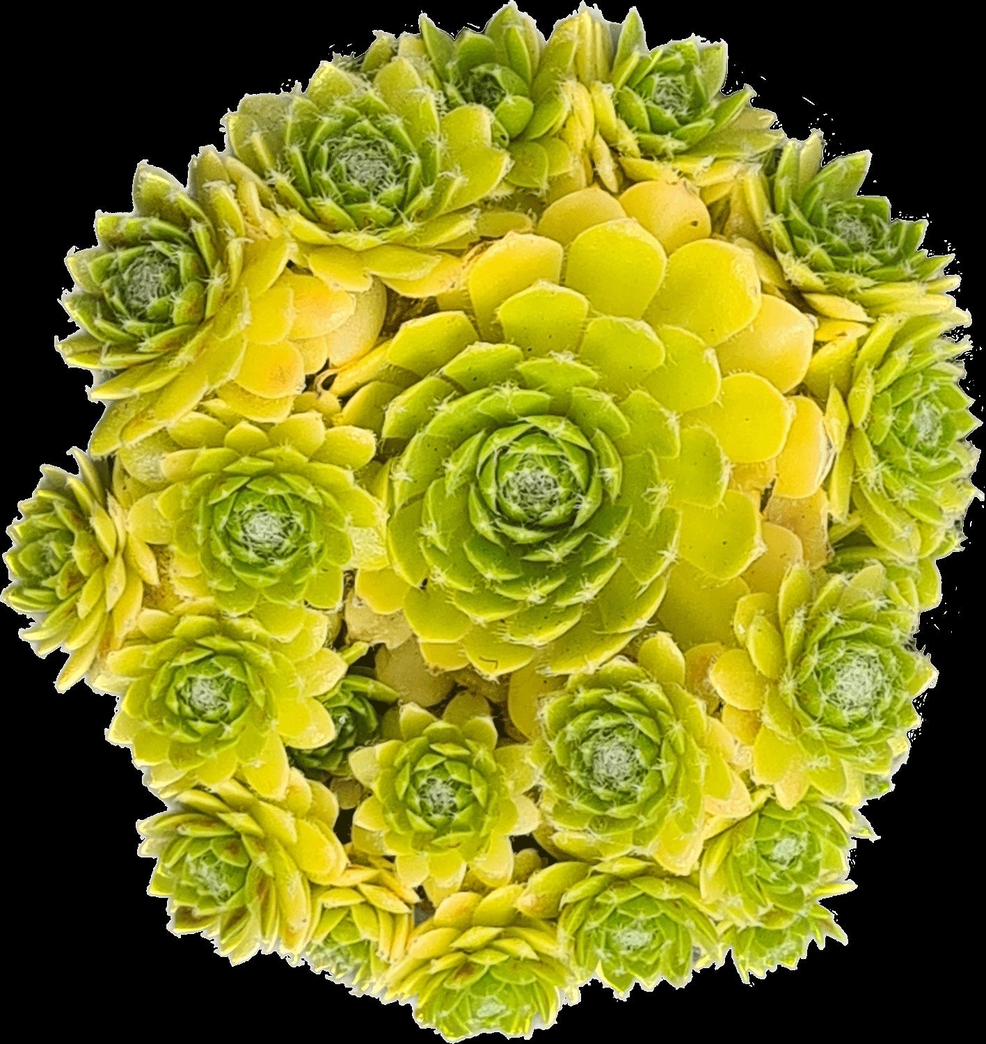 Sempervivum | Colorockz - 1 Quart