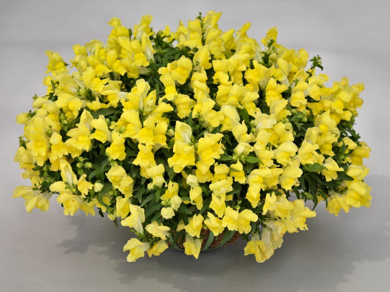 Snapdragon | Candy Showers - Medium Hanging Basket