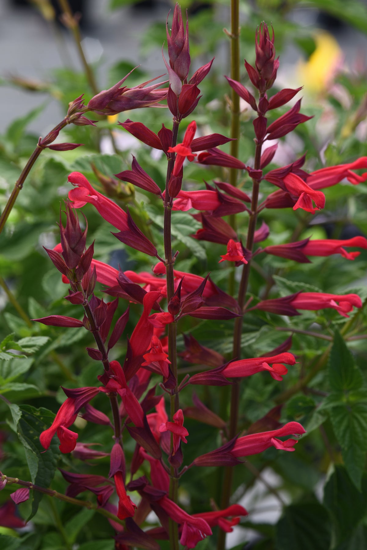 Salvia | Roman Red - 1 Quart