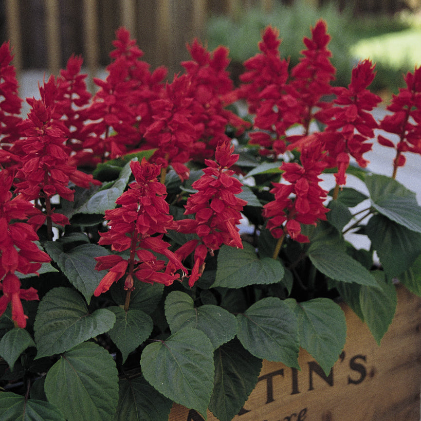 Salvia | Vista - 4 Pack