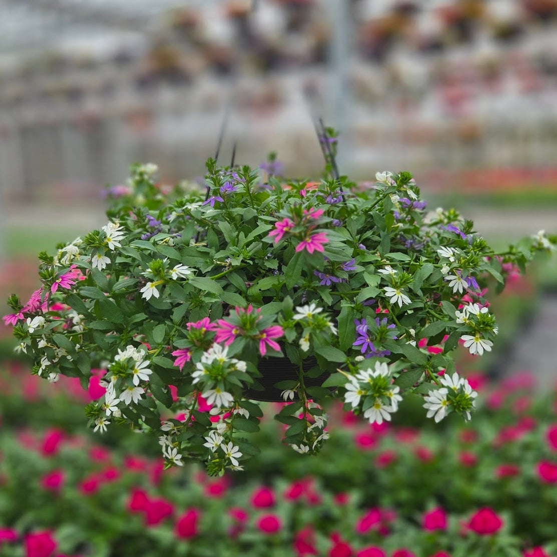 Scaevola | Dream Diva - Large Hanging Basket