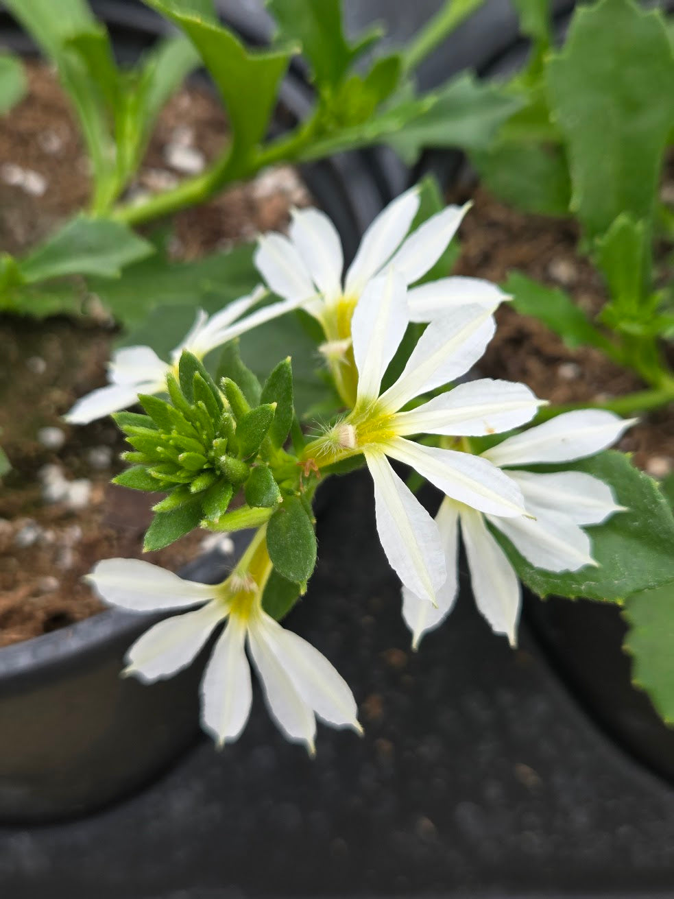 Scaevola | Fan Flower